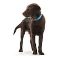 Miniatyrbild 2 av 4: Hundhalsband Hunter Convenience Turkos