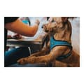 Miniatyrbild 3 av 5: Hundsele Hunter Hilo Comfort 55-60 cm Orange M