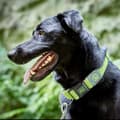 Miniatyrbild 3 av 3: Hundhalsband Hunter Vario Plus Trådar Storlek L Lime (40-60 cm)