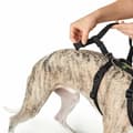Miniatyrbillede 5 af 5: Hundesele Hunter Sort L M/L