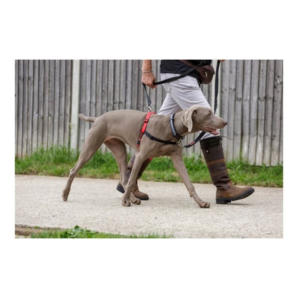 Hundesele Company of Animals Halti Sort/Rød Størrelse S (36-64 cm)
