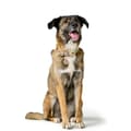Miniatyrbillede 5 af 6: Hundehalsbånd Hunter MALIA Grøn 12 40-49 cm