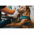 Miniatyrbillede 2 af 4: Hundesele Hunter Sort 37-42 cm Antracit XS/S