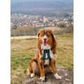 Miniatyrbillede 3 af 6: Hundesele Olympia L