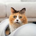 Miniatyrbild 4 av 6: Tunnel för Fällbara Spel - InnovaGoods - Funnyl - Vattentät - 2 Positioner - För Katter