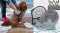 Miniatyrbild 4 av 7: Hund katt badhandduk snabbtorkande absorberande med fickor 60x22cm