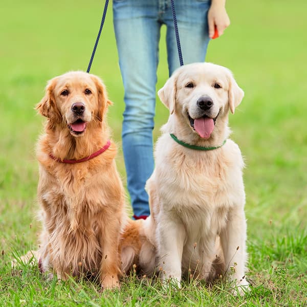 Dubbelt hundkoppel