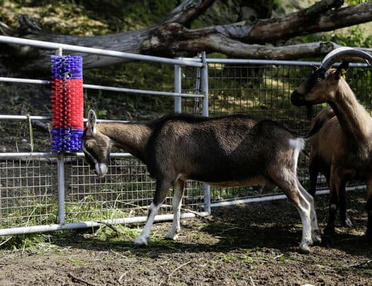 Borste för häst, nötkreatur, get
