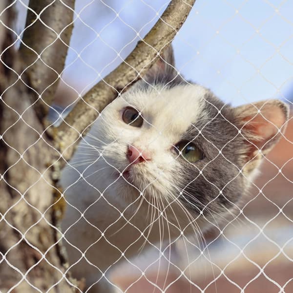 Sikkerhetsnett for katt