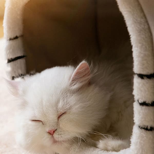 Hus med kattbädd /hundbädd