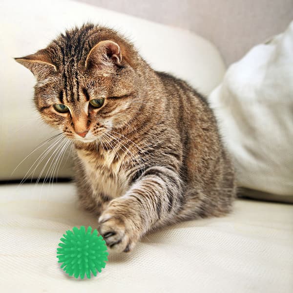 Spikeball til katte - 4-pak