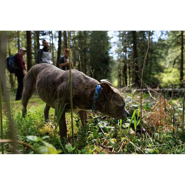 Ruffwear Krage Crag™ Blå 14-20 cm