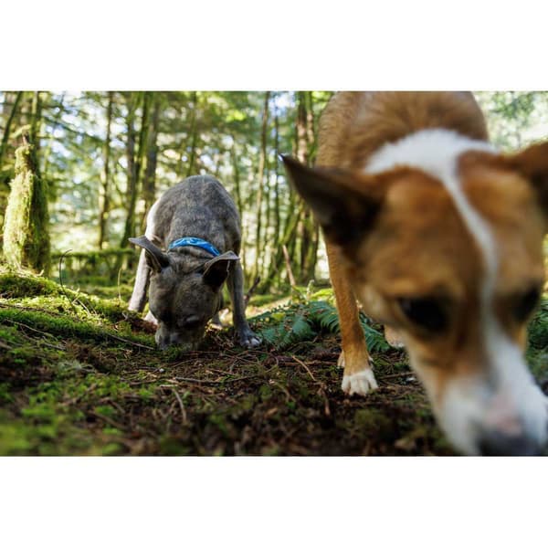 Ruffwear Krage Crag™ Blå 14-20 cm