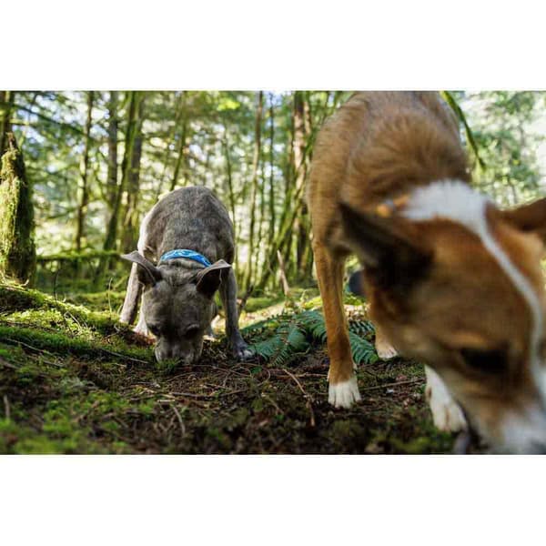 Ruffwear Krage Crag™ Blå 14-20 cm