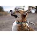 Miniatyrbild 5 av 6: Ruffwear Krage Crag™ Blå 14-20 cm