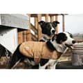 Miniatyrbillede 2 af 2: Carhartt Hundejakke Chore Brun L