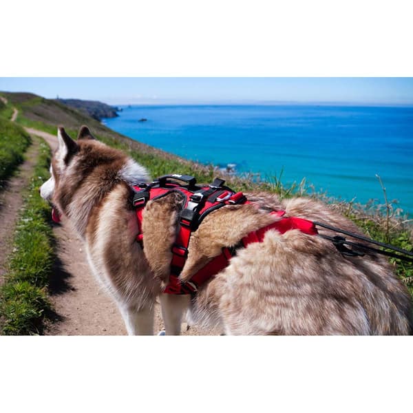 I-dog Sele Confort Trek Röd M