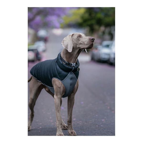 Red Dingo Hunde Vandtæt Jakke Puffer Sort 40 cm