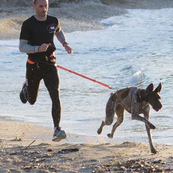 I-dog Seletøj Harnais Canicross Orange L