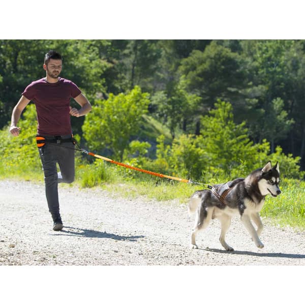 I-dog Seletøj Harnais Canicross Orange L