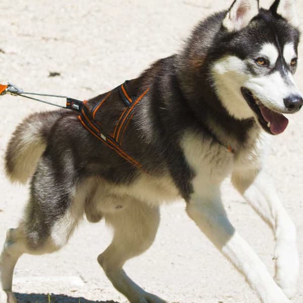I-dog Seletøj Harnais Canicross Orange L