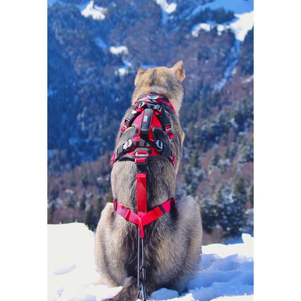 I-dog Sele Confort Trek Röd XS