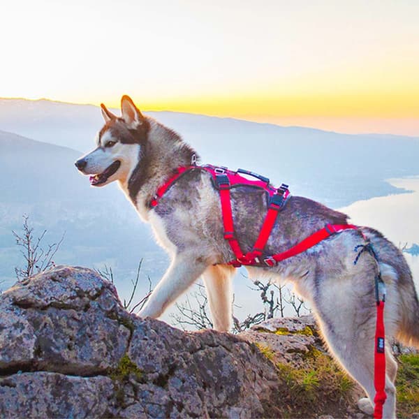 I-dog Sele Confort Trek Röd XS