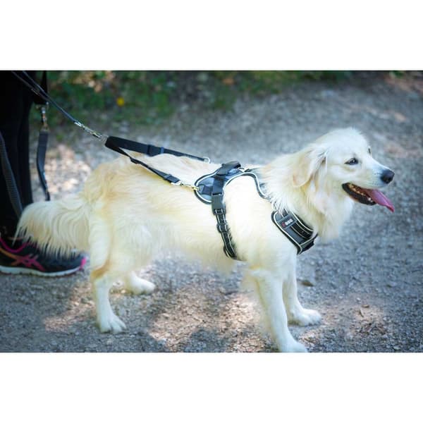 I-dog Sele Style Svart XL