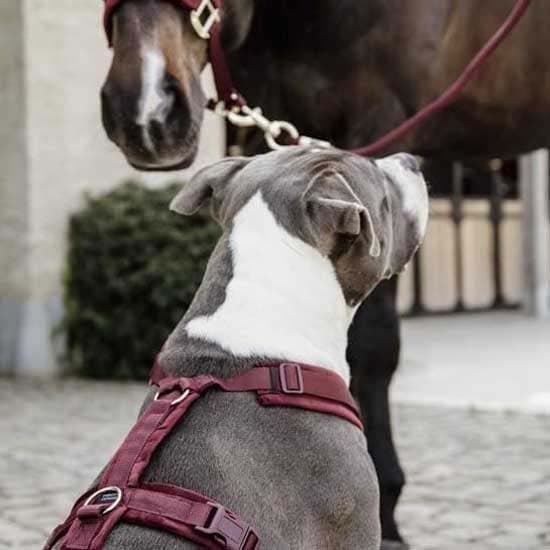 Kentucky Fløjlssele Active  48-70 cm