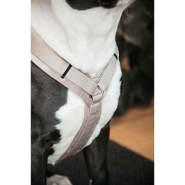 Kentucky Fløjlssele Active Beige 26-40 cm