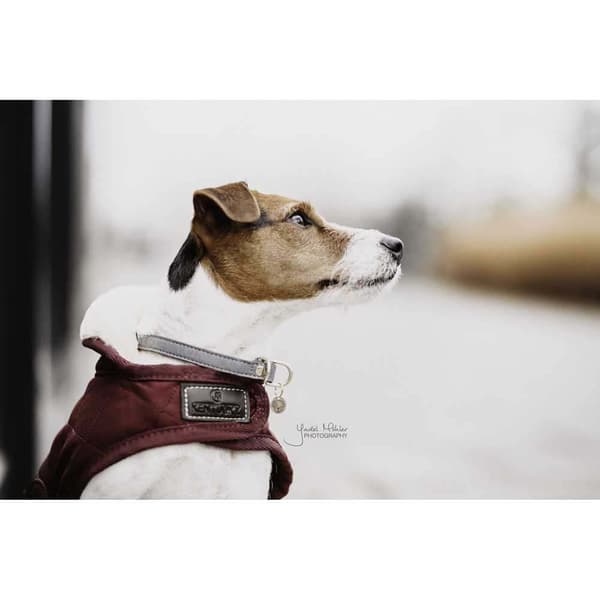 Kentucky Hundrock Original Lila 23-27 cm