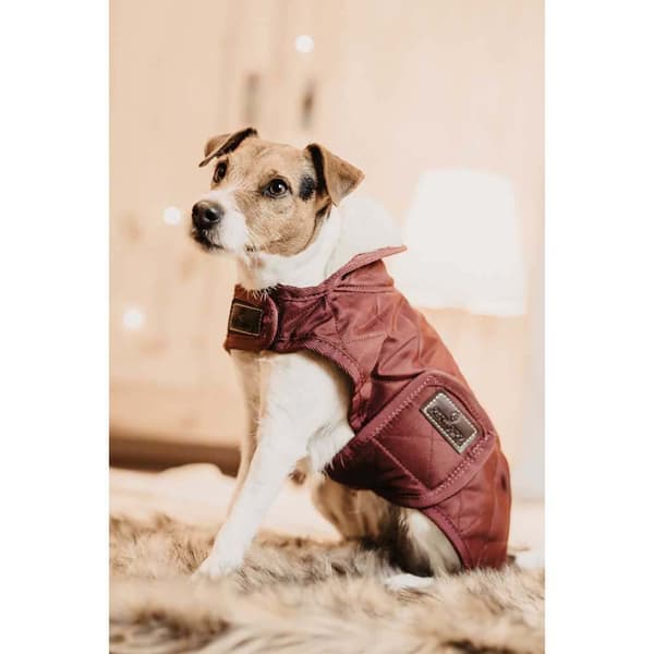 Kentucky Hundrock Original Lila 23-27 cm