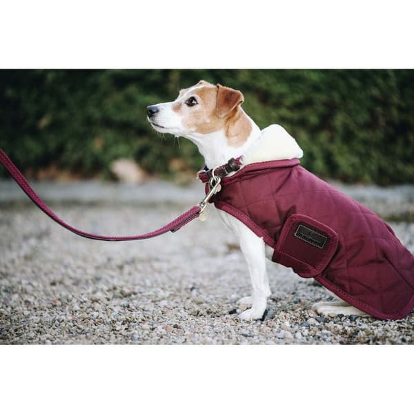 Kentucky Hundrock Original Lila 23-27 cm