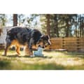 Pikkukuva 7 / 7: Ruffwear Porchini™ Purulelu Monivärinen