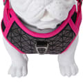 Miniatyrbillede 2 af 2: Freedog Boreal Sele Rosa 25 mm x 45-90 cm