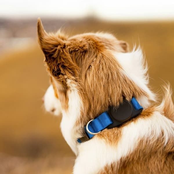Keybudz PawTag Pet Collar Mount for Airtag - älykäs lemmikkieläinten paikannus kiinnike