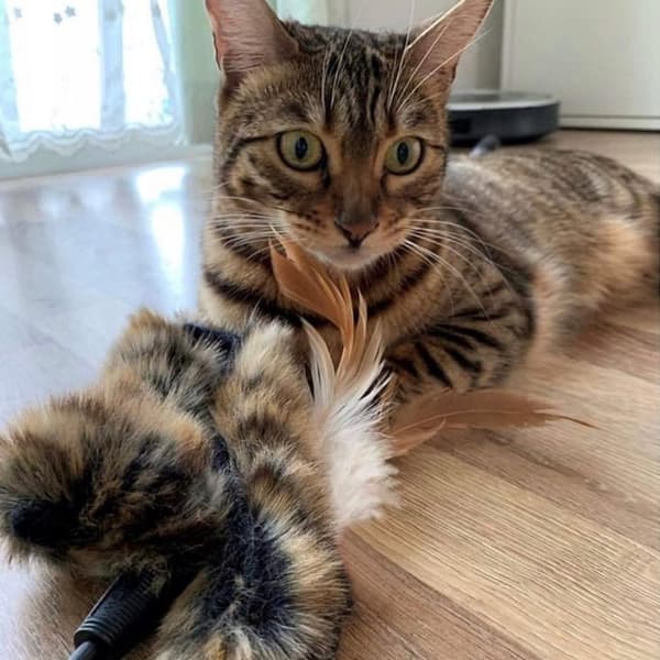 Fiskespö för katt med ludd och fjädrar, robust och hållbar leksak, 62 cm