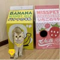 Pikkukuva 5 / 11: Raapimispuu kissan pahvipedille korealainen MAITOPAKKAUS BANAANI MAITO