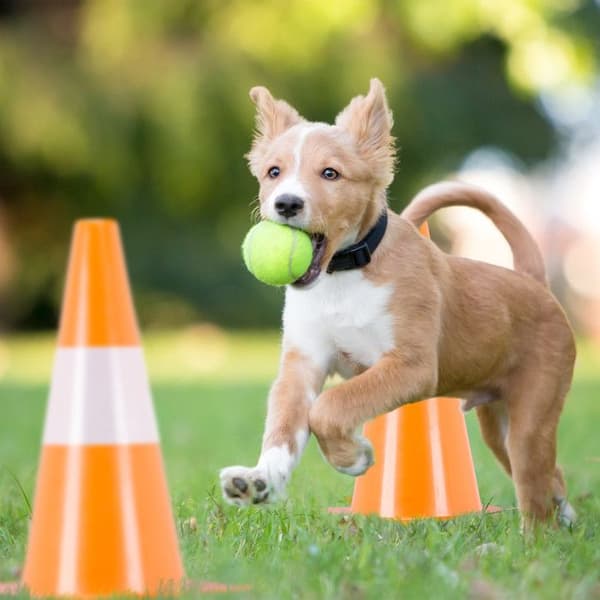 Relaxdays Arbetskoner, paket om 32, fotboll, hunddressyr, arbetsplottar 30 cm, trafik, reflektorer, orange.