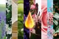 Miniatyrbillede 6 af 8: LILY ESSENTIAL OLIE 10ML TIL SAUNA OG BAD