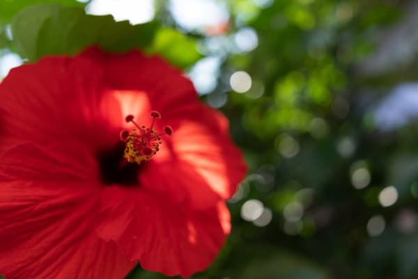 Tamron 24mm f/2.8 Di III OSD lens for Sony