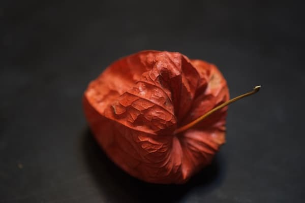 Fujifilm Fujinon XF 60mm f/2.4 R Macro