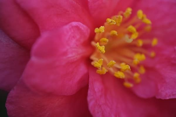 Fujifilm Fujinon XF 60mm f/2.4 R Macro