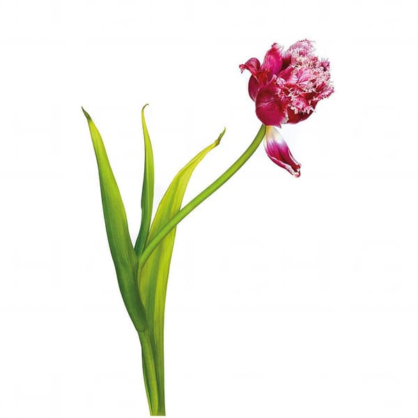 Kaiser Slimlite Led 32x22.8 Cm Sort
