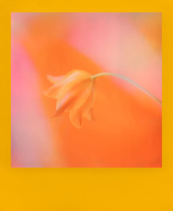 Polaroid i-Type Color Frame Edition