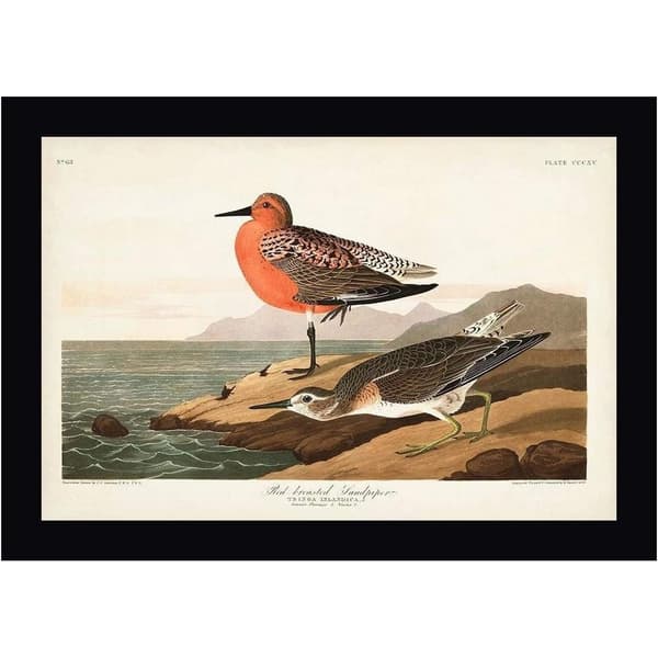 John James Audubon Rødbrystet sandløber Indrammet plakat