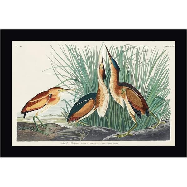 John James Audubon Indrammet plakat med en lille rørdrum