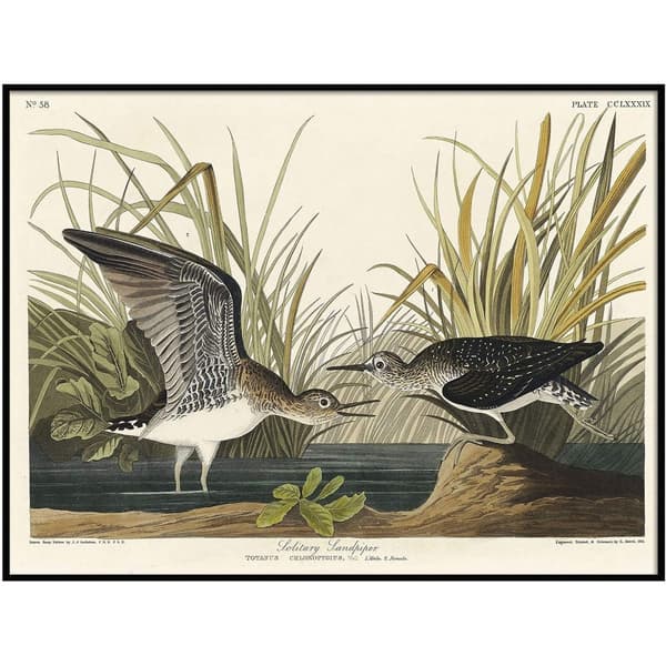 John James Audubon Solitär sandpipare Inramad affisch