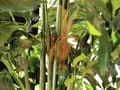 Pikkukuva 2 / 3: EUROPALMS Kalanhäntäpalmu, keinokasvi, 305cm (82600006)