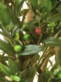 Miniatyrbillede 1 af 3: EUROPALMS Oliventræ med frugt, 2 stammer, kunstig, 250 cm (82506418)